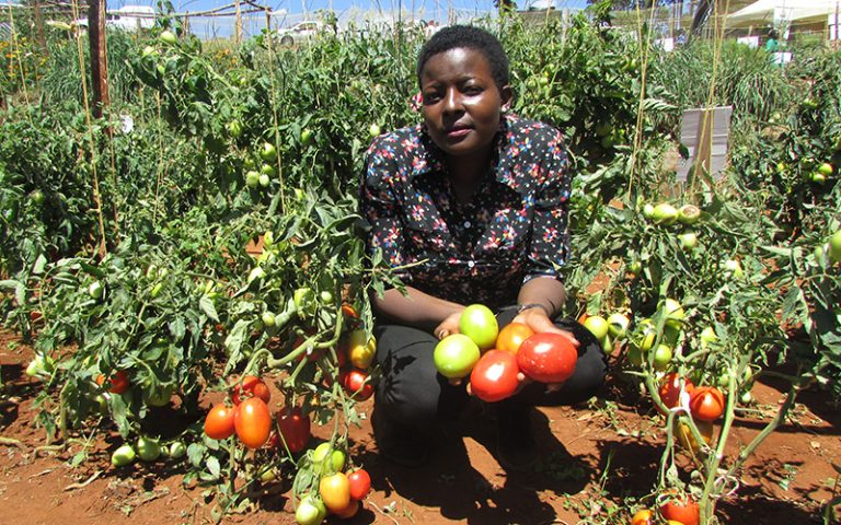 TISER_NGO's tweet photo. Kilimo ni sekta muhimu katika mapambano dhidi ya umaskini. Kilimo cha mazao ya chakula pia ni nguzo muhimu ya katika kuboresha lishe na afya ya jamii.
Asasi ya TISER inawatakia wakulima na watanzania wote kwa ujumla maadhimisho mema ya Sikukuu ya Wakulima Nane Nane.
#Nanenane2020 https://t.co/WQzidHX9Du