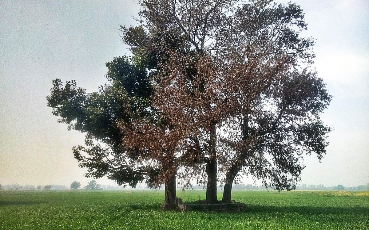 Outside Padhana a kacha track leads to borderA little less than a hundred yards from zero line in the stretch of green fields, under scantily branched twin trees is a lone graveHere, dear reader, rests in peace Sardar Amanullah, a Sandhu from the lineage of Padhania Sardars