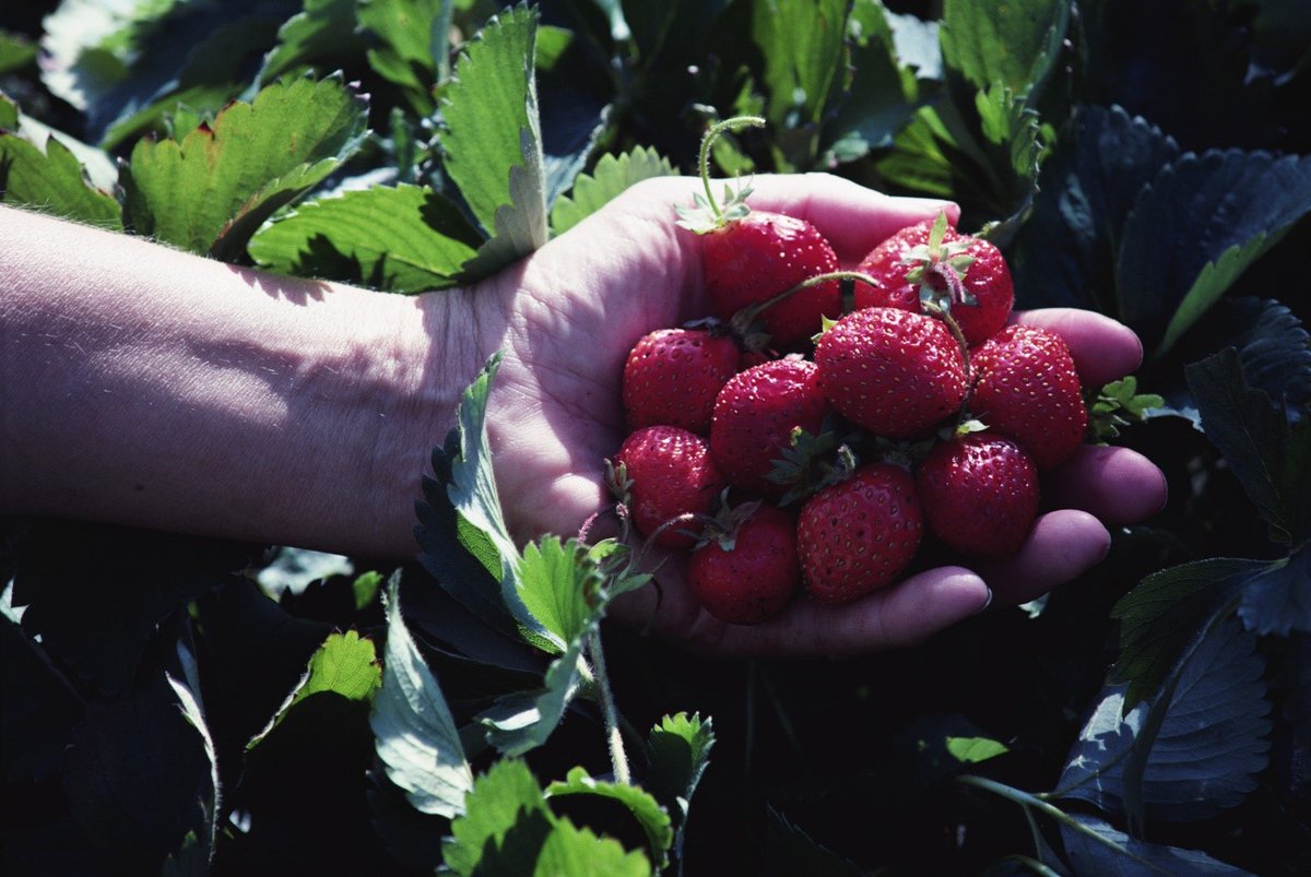 DAFFgov's tweet image. Love juicy strawberries? The strawberry industry will be sweeter than ever and disease-free, thanks to improved testing requirements for imported strawberry tissue culture. It&apos;s all in the latest #biosecuritymatters issue. Read more here: bit.ly/30k7zrE