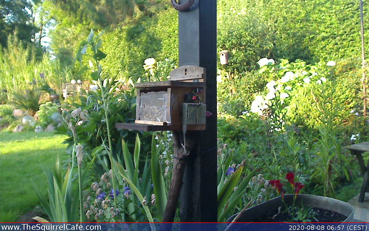 TheSquirrelCafe's tweet photo. #Squirrel chowed down on 2.0 nuts for 1.28 min at 07:00:50 CEST. An #IoT project to predict how cold it'll be next winter. #ThingSpeak https://t.co/nmU4p7Np2O