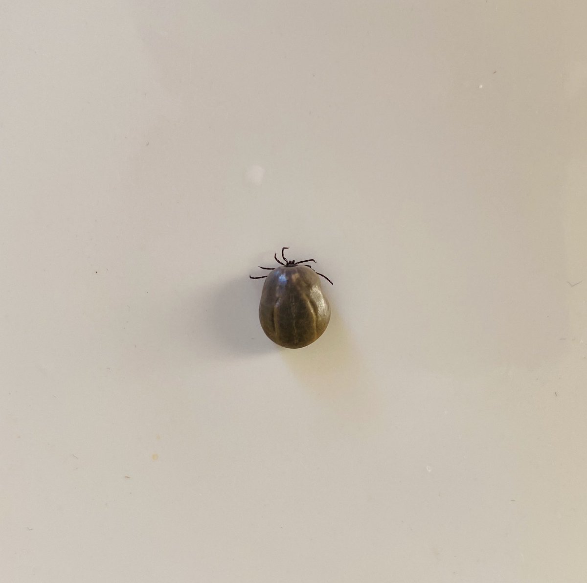 Katia Moskvitch, MPhil tweet media