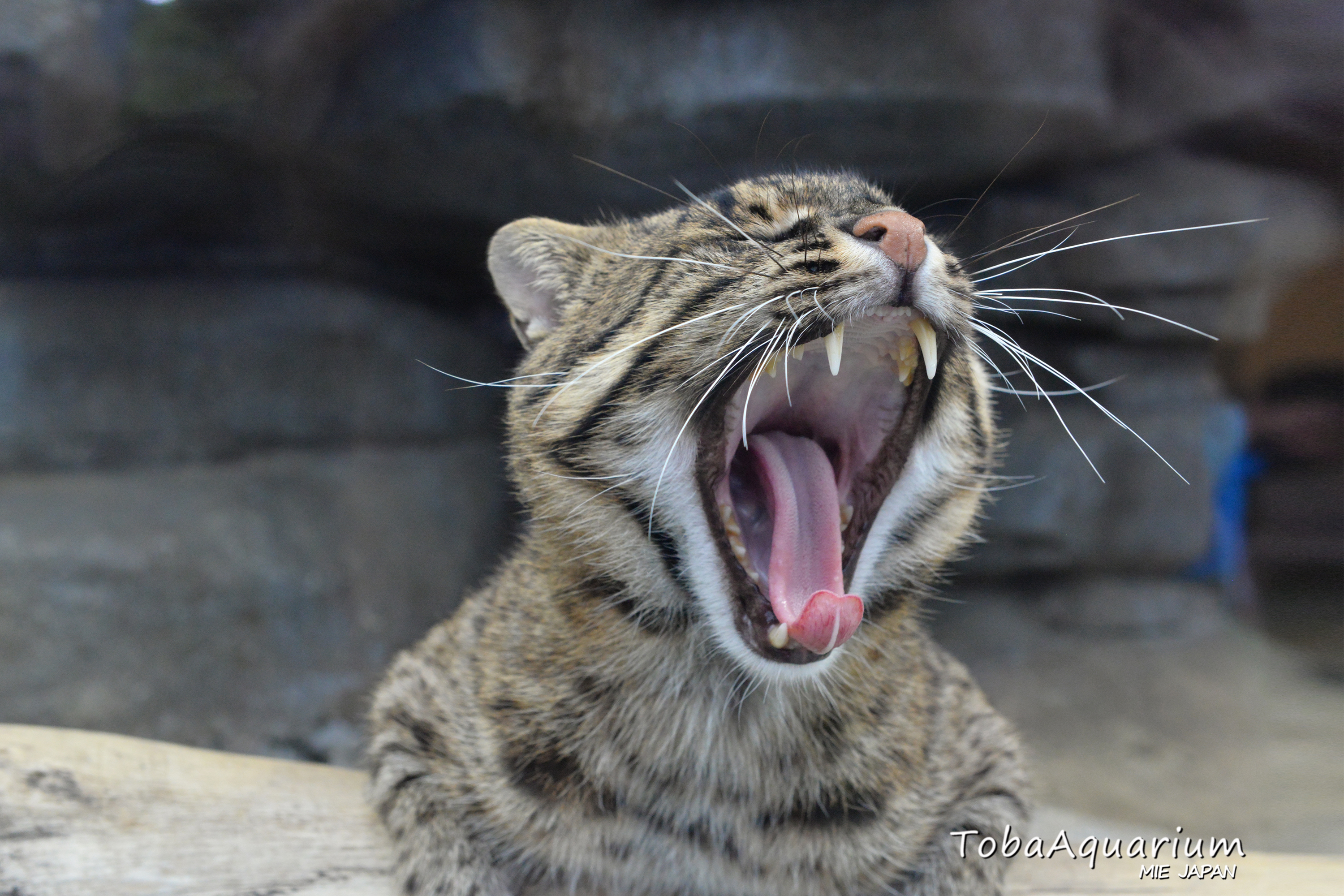 鳥羽水族館 Toba Aquarium みやも 今日は世界猫の日 ということでうちの看板猫を ふわぁぁ 鳥羽水族館 スナドリネコ 世界猫の日 T Co Evyxghnueu Twitter