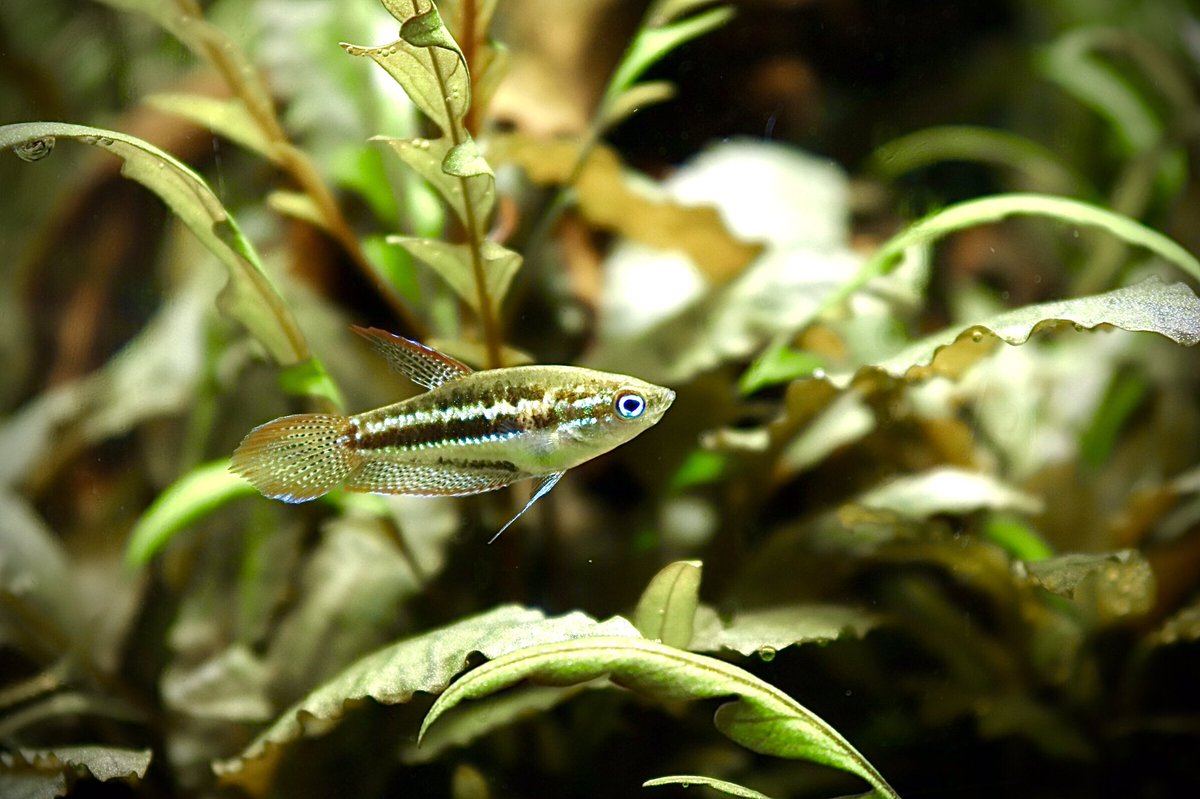 ピグミーグラミー