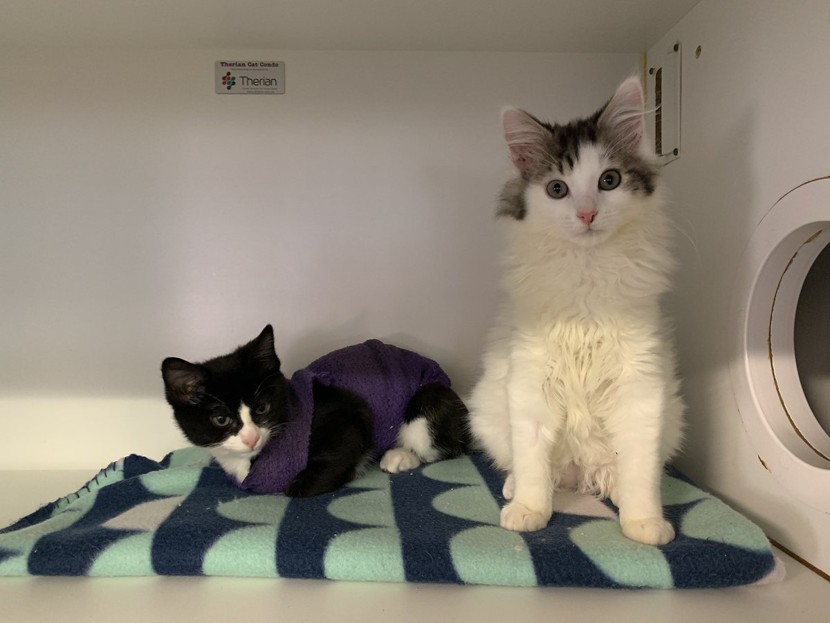 lost dogs home north melbourne cats