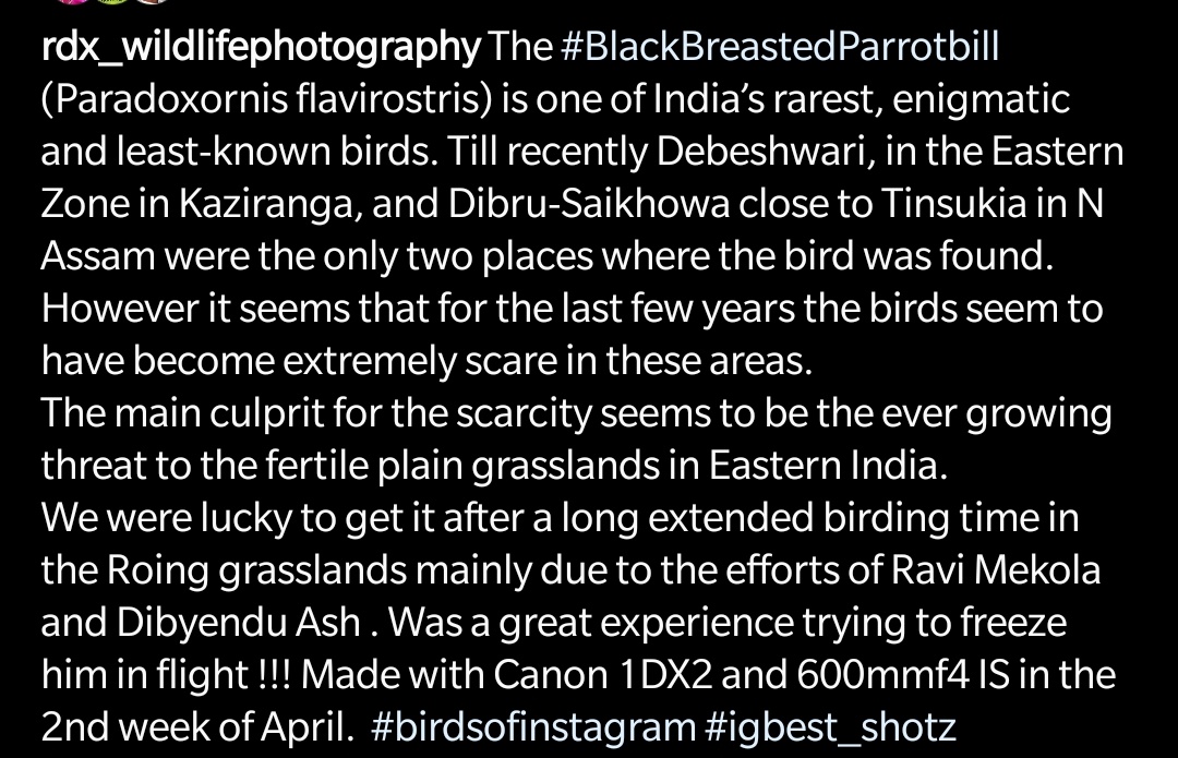 The #BlackBreastedParrotbill Paradoxornis flavirostris is one of India’s rarest, enigmatic and least-known birds. Got it in Roing grasslands in Arunachal Pradesh. #birds  #birdphotography #NaturePhotography #nature #rafale #wildlife #IncredibleIndia @ParveenKaswan @OrnithophileI