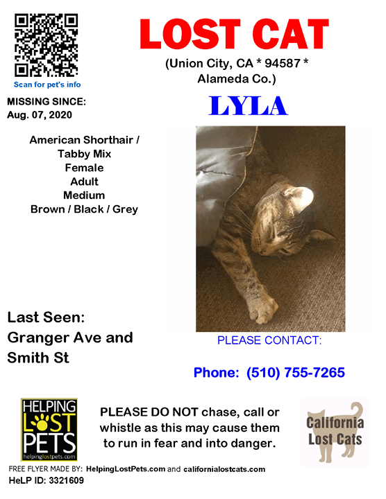 CALostCats's tweet photo. #LOSTCAT #Lyla #UnionCity (Granger Ave &amp; Smith St)  #CA 94587 #Alameda Co. , #Lost #Cat 08-07-2020!, Female #American Shorthair / Tabby Mix Brown / Black / Grey/

More Info, Photos and to Contact: https://t.co/Rj2YBSD4Nz

To see this pet’s location on the HelpingLostPets Map: … https://t.co/2ZJf4eflXj