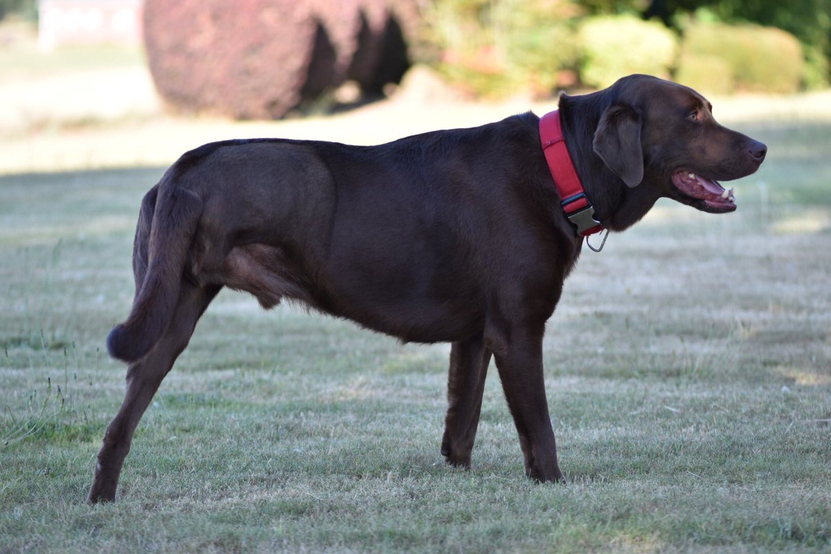 bains_bhavi's tweet photo. You were the healthiest and happiest dog you could ask for. No matter what situation it was or how hard things got, you tried your best to keep everyone happy. Cancer took you away early but I know you resting easy now bud, 4ever my dawg🖤 https://t.co/zXLP0HPxwf