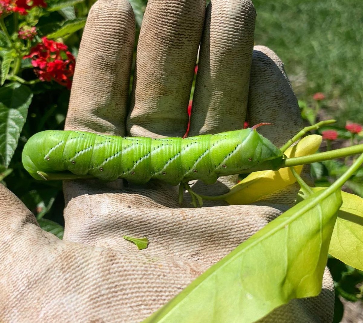 AprilStuck's tweet photo. Oh hey there big fella...#TobaccoHornworm #Voracious #SweetPotatoVineForLunch #SoonToBeFiveSpottedHawkmoth #HummingbirdMoth #FullGrown #LifeOnThe45thParallel https://t.co/4KMJzyn8dl