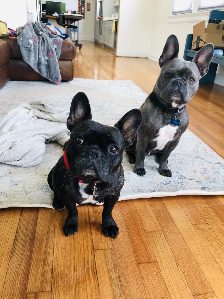 Lost Dog alert in Equality, AL. Lost Black/Brindle French Bulldog on 8/5. She has a red collar and a pink leash harness on. Any info call 504-228-0723 or go 2 lostmydoggie.com/details.cfm?pe…