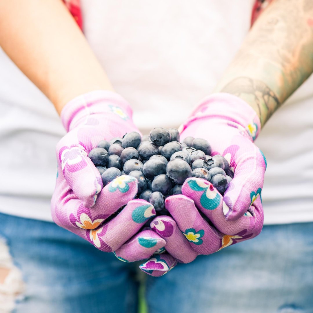 FarmtoNeighbor's tweet photo. One of the best midnight snacks on a sleepless night.
.
.
.
#Farmtoneighborhoods
#Fruits
#Keepitmoving
#Healthy
#Blueberry
#HoustonTx https://t.co/G7eDSzAcRm