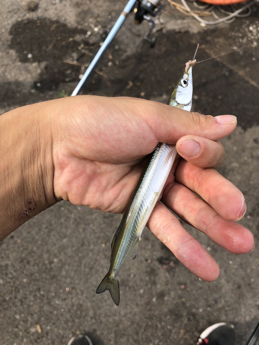 So C 若洲love 3時から若洲で釣りしました 釣果はアカエイ1匹 マアジ3匹 サッパ4匹 サヨリ2匹 カタクチイワシ1匹 コハダ2匹でした マアジとエイがいいサイズでした サヨリも釣れ始めたみたいです