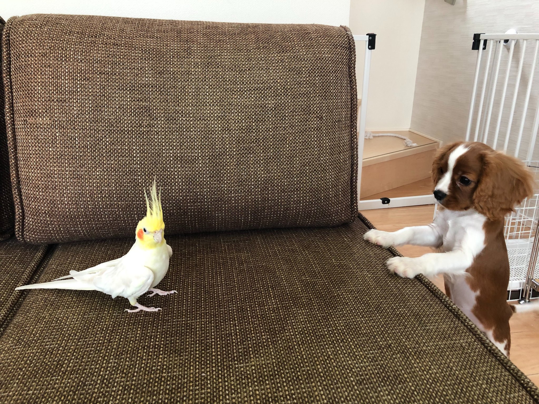 堀添貴之 鳥ちゃんは犬を怖がりません オカメインコ キャバリア T Co Ehnyxglgk8 Twitter