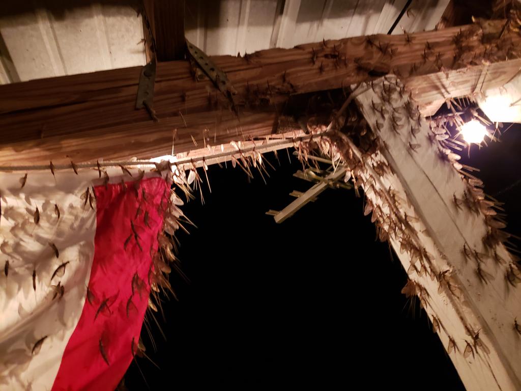 Mayflies hanging around this year.