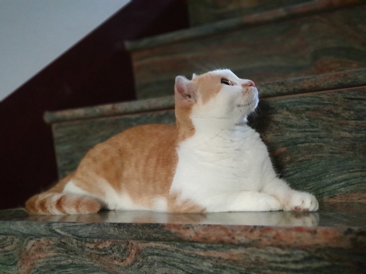 Miafreeday94697's tweet photo. always look on  the bright side,be a #positive  person .
Have a wonderful weekend, my dear #friend 🥰
#BrightWithASmile #positivethinking 
#cat #PeaceDay #innerpeace https://t.co/2u91jXfl3Q