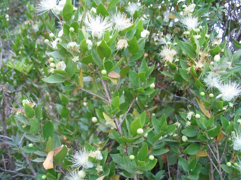 Myrtle *protection+love* in Isaiah 41:19 and 55:13) refer to the divine establishment of the people in the land in subjection to Jesus. As an evergreen, fragrant shrub associated with watercourses, the myrtle is a fitting symbol of the recovery &establishment of God's promises.