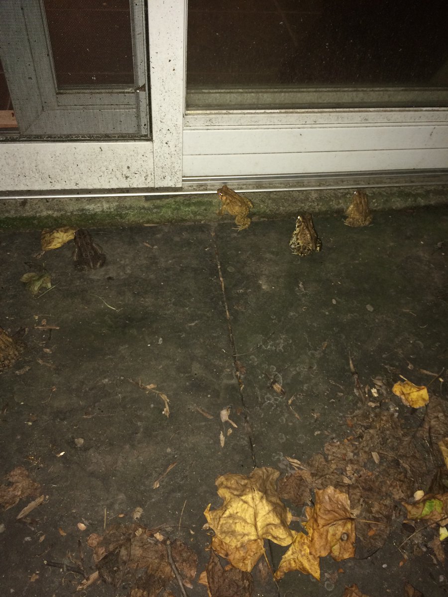 TipsMeatball's tweet image. The toad problem is bad and worst then before. Cant leave my room without the destruction, and guilt shame etc i would not want them destroyed but in have no choices left.