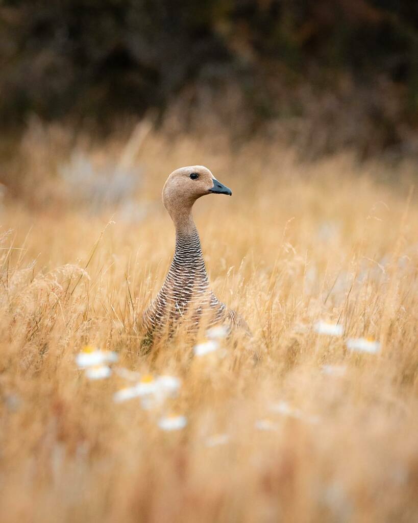 RodrigoFolch's tweet photo. Revisando fotografías de mi último viaje, hasta ahora, recuerdo que todo es posible, la libertad, la pasión, la alegría y todo en armonía, todo natural como en la naturaleza misma.

Soñar y planificar es bueno, poner en acción es mucho mejor 😉

.

#vidasilvestre #conservacio… https://t.co/zEnl2v2UAc