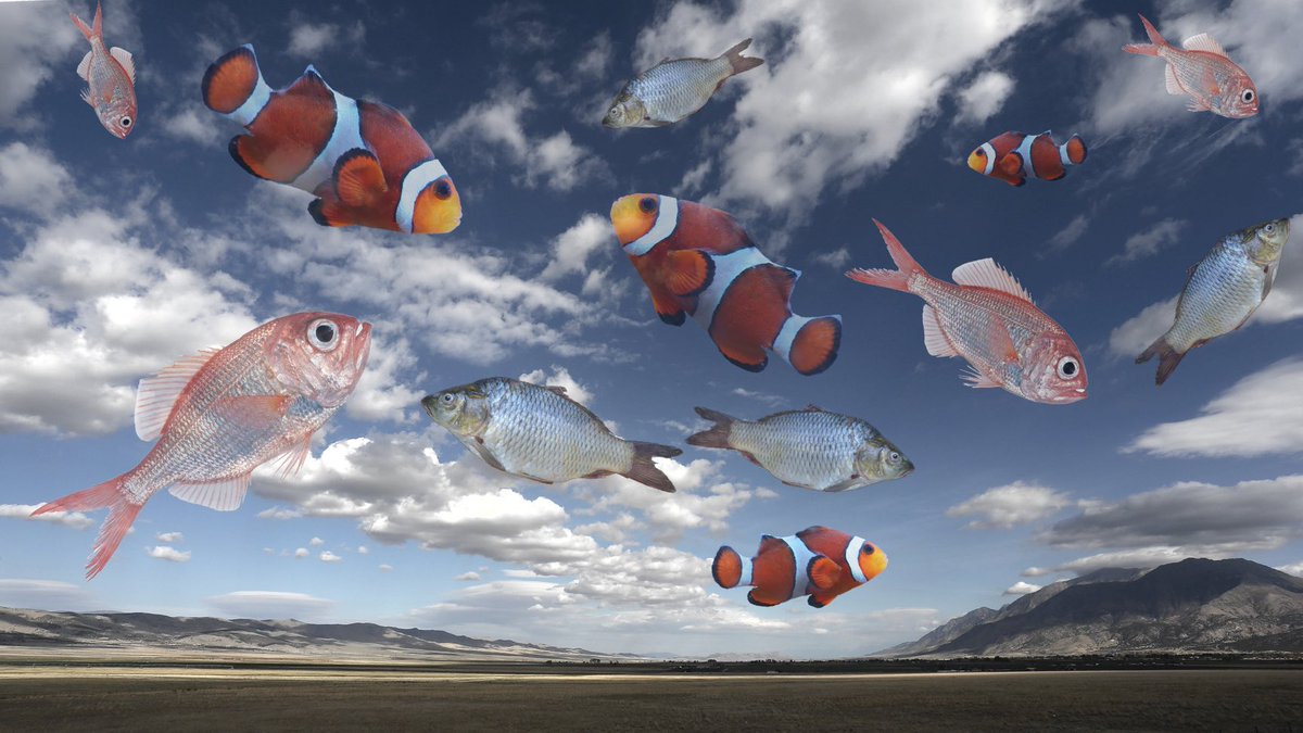 anna_packk's tweet image. “Fish will never be able to fly without being freed from the limitation of their gills” - THE boy