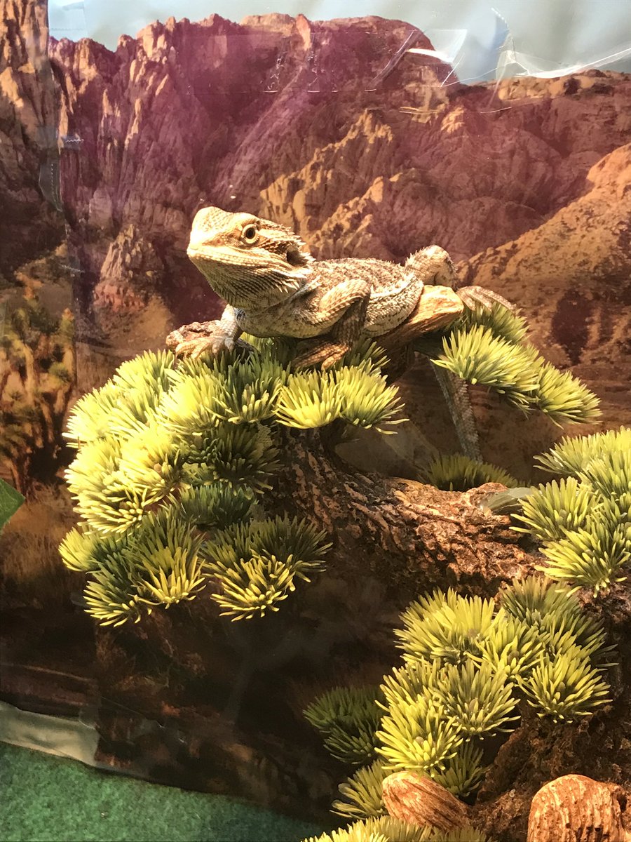Taylork185's tweet photo. @steveo no joke I played your Facebook post of your top jackass stunts and had to set up his tank so I had my phone on his tree,he was actually watching it and is still mad I took it away to type this to you 🤣🤣 welp Better put it back on so he can stop with the death glares. https://t.co/9dfy9bzCGR