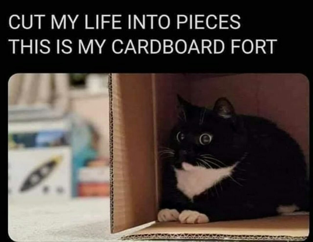 best cat memes