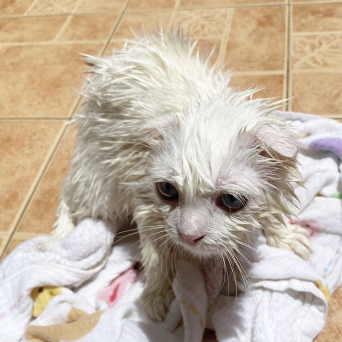 awwwfluffy's tweet photo. ได้แมวใหม่มา https://t.co/ubrTswkyNM