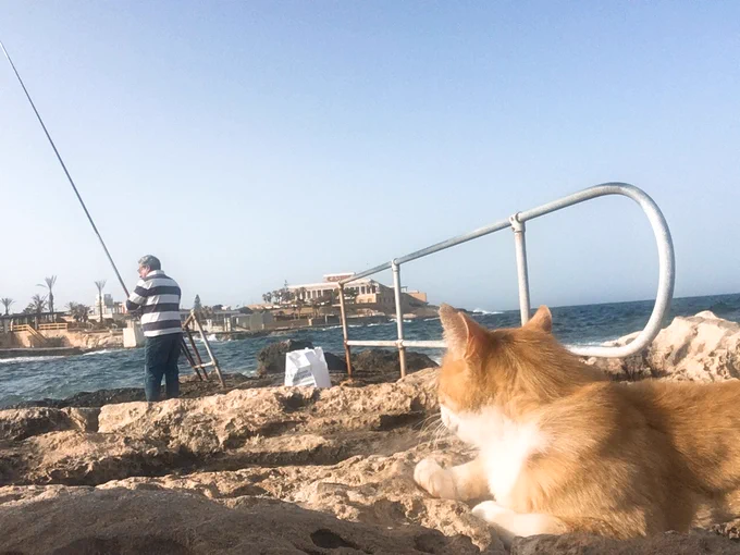 今日って世界猫の日なんですねー!野良猫の写真を撮ることをライフワークにしている私にとってマルタは楽園でしたよ。写真は釣り人が釣ったお魚を分けてもらおうと待機している野良猫。今思い出したけど、この写真は後に11話のこのおじさんのモデルになってますね。#社会人留学は自分を救う 