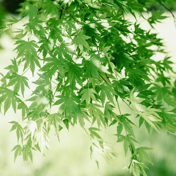 青もみじのtwitterイラスト検索結果