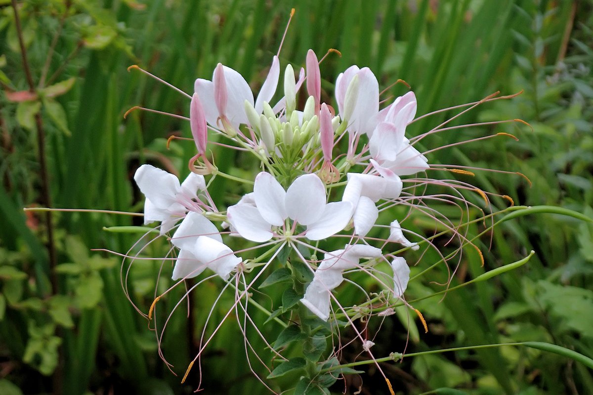 ぁぃの飼育ブログ Persona 蝶のような花クレオメ 庭にクレオメという花が咲いていますが これもかなり変わった花です 花びらが蝶の翅のようだということで 西洋風蝶草 の別名もあるようです 詳細記事 T Co Udw1abdoby セイヨウ