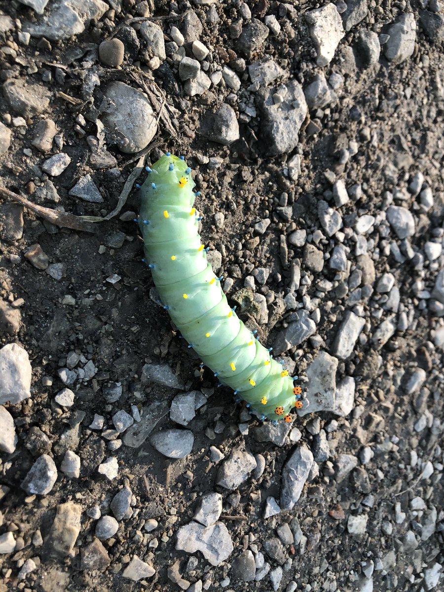 rickardsred's tweet photo. I think I found the real life caterpillar from a Bug’s Life on my road yesterday 🤣 https://t.co/YAMJ1Q6gOo
