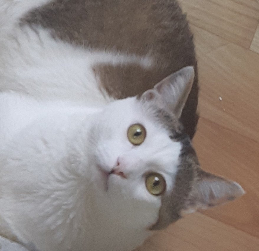 🐱오늘은 8월8일 세계고양이의 날입니다🐱
모든 털 친구들이 행복한 삶을 살 수 있도록 함께 해요