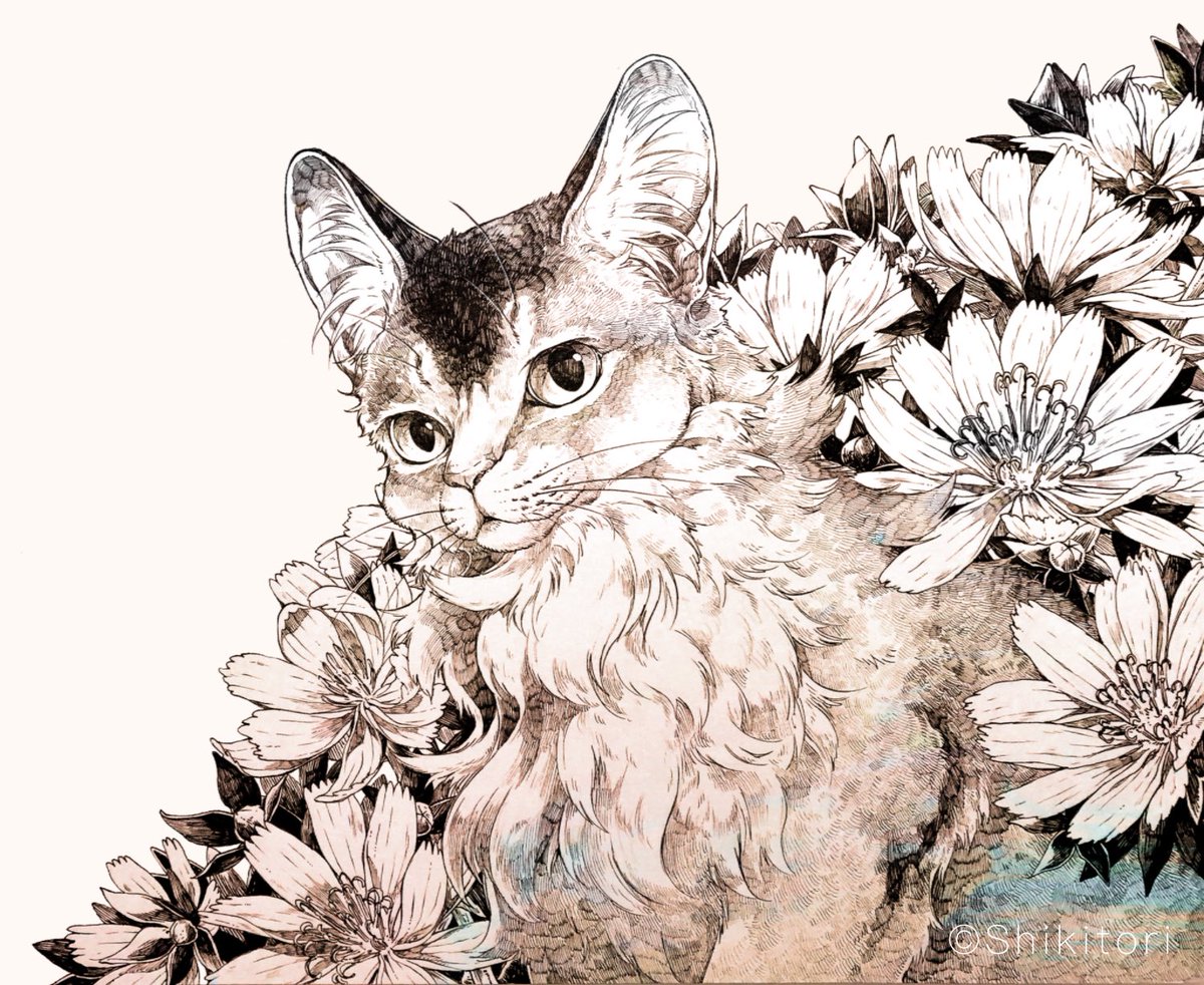 「#世界猫の日 」|シキトリのイラスト