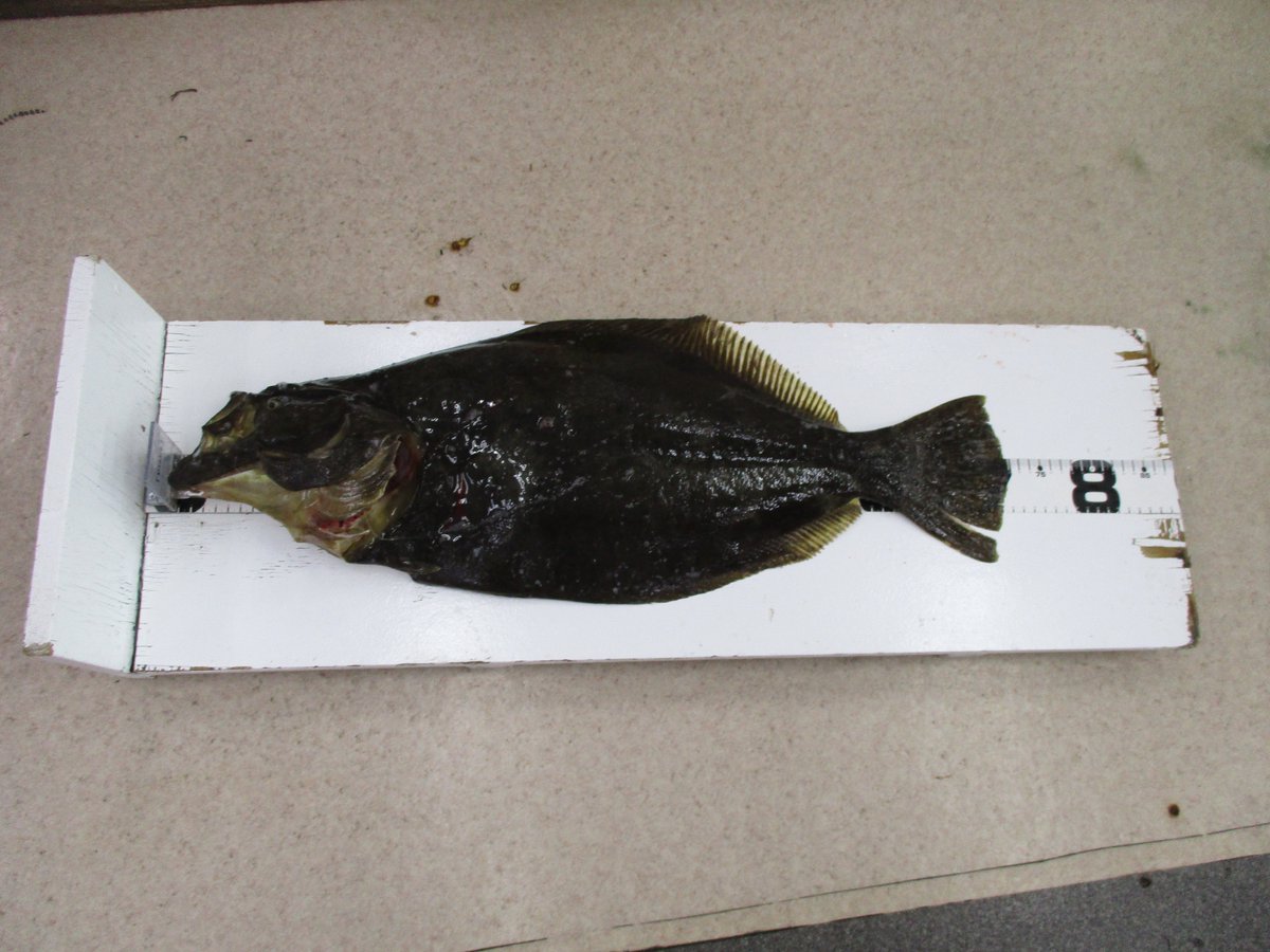 釣侍北茨城 釣行帰りの常連様よりビッグな持ち込み 釣果がありました 大津港にて座布団ヒラメ 72cm 3kg サバの泳がせ 釣りでの釣果です 今年はヒラメ好調ですね 貴重な釣果情報ありがとうございます 釣侍北茨城 釣行帰りの常連様よりビッグな持ち込み 釣果がありました 大津港にて座布団ヒラメ 72cm 3kg サバの泳がせ 釣りでの釣果です 今年はヒラメ好調ですね 貴重な釣果情報ありがとうございます