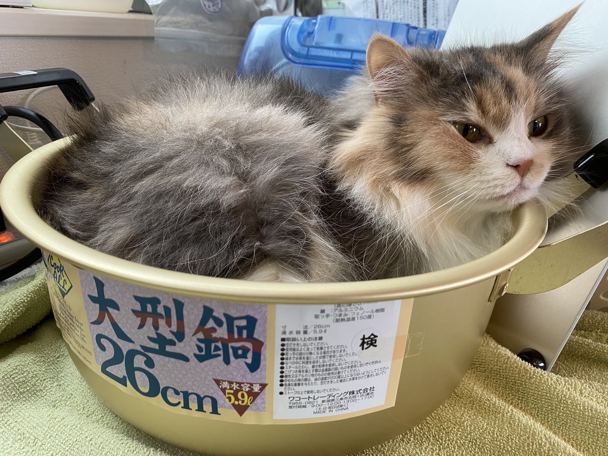 Satotin Bina リアル鍋猫 皆様の猫鍋写真見てて すずしげなので再掲 冷やし猫鍋 サイベリアン T Co 7ygfldyonr Twitter