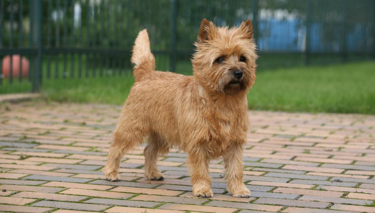 bitsofguy's tweet image. the dog that won't mind its own business.  the Cairn  Terrier
