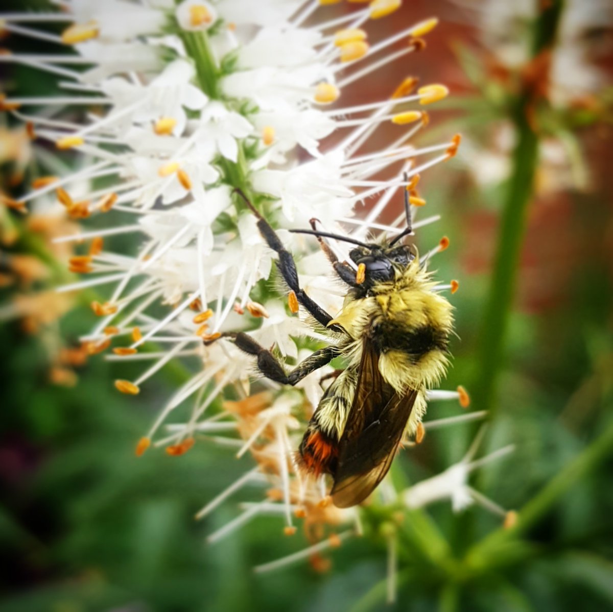 LNLaurus's tweet image. I have been a busy bee lately. While I am working on more polished pieces, I am currently challenging myself to write and post one rough short story a day. Check them out! instagram.com/l.n.laurus/