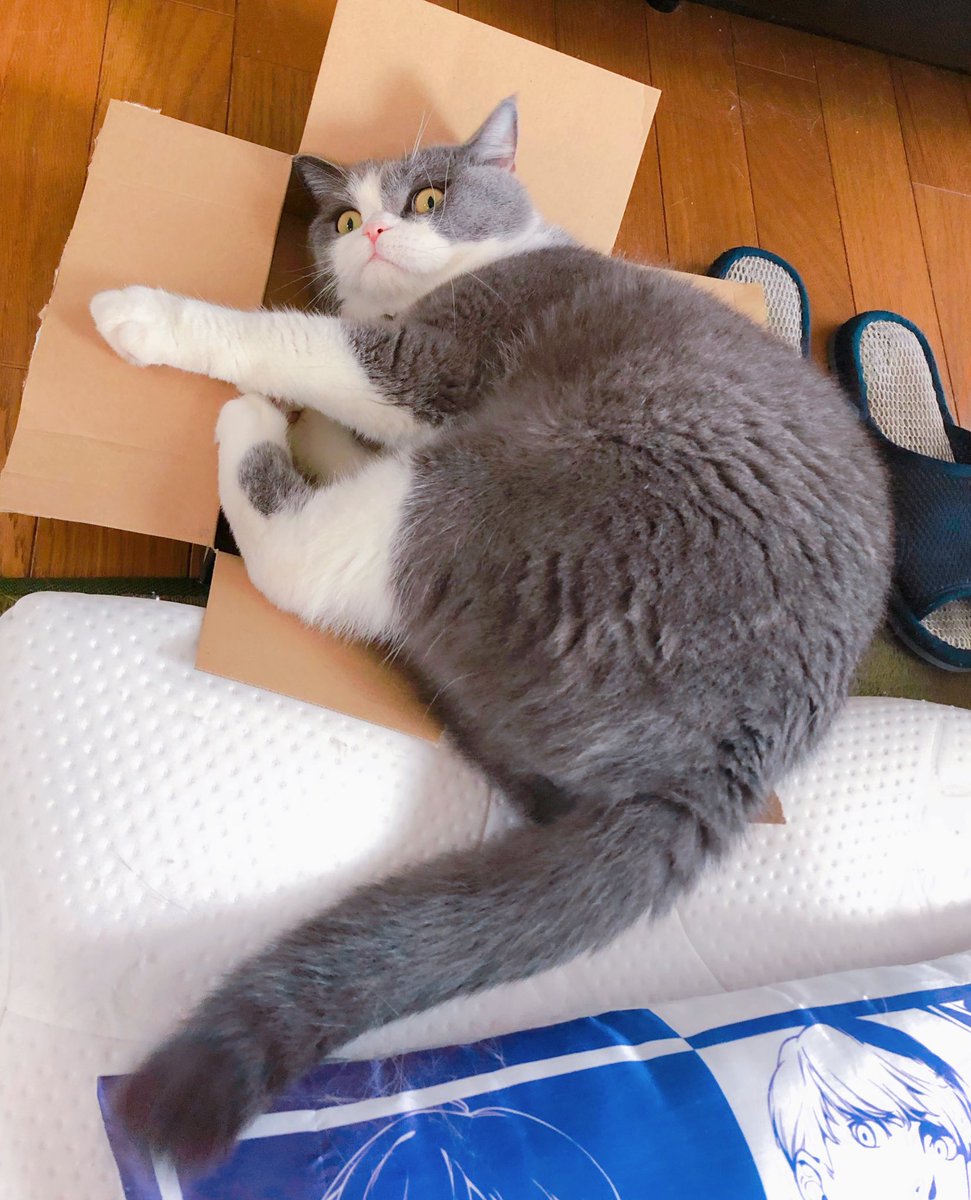 無理でしょ流石に かなりサイズ感の違う箱でも揺るぎない意志を見せる猫さん お望みのサイズが用意できず怒られた Togetter