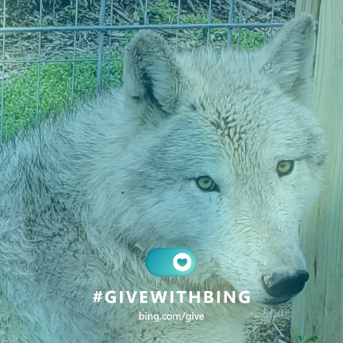 southernohiowolf tweet media