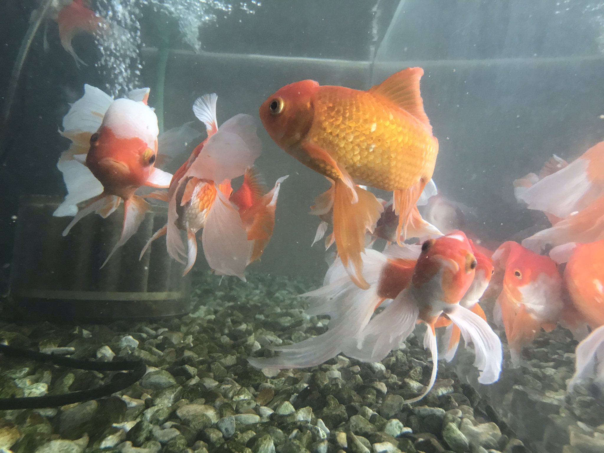 アクアリミテッド お客様の金魚水槽 ウオジラミ駆除ほぼ完了 念の為今回までは投薬しました 2週間後に再確認して発生していなければ完治です アクアリウム 金魚 ウオジラミ T Co iqdakphp Twitter アクアリミテッド お客様の金魚水槽 ウオジラミ駆除ほぼ完了 念の為今回までは投薬しました 2週間後に再確認して発生していなければ完治です アクアリウム 金魚 ウオジラミ T Co iqdakphp Twitter
