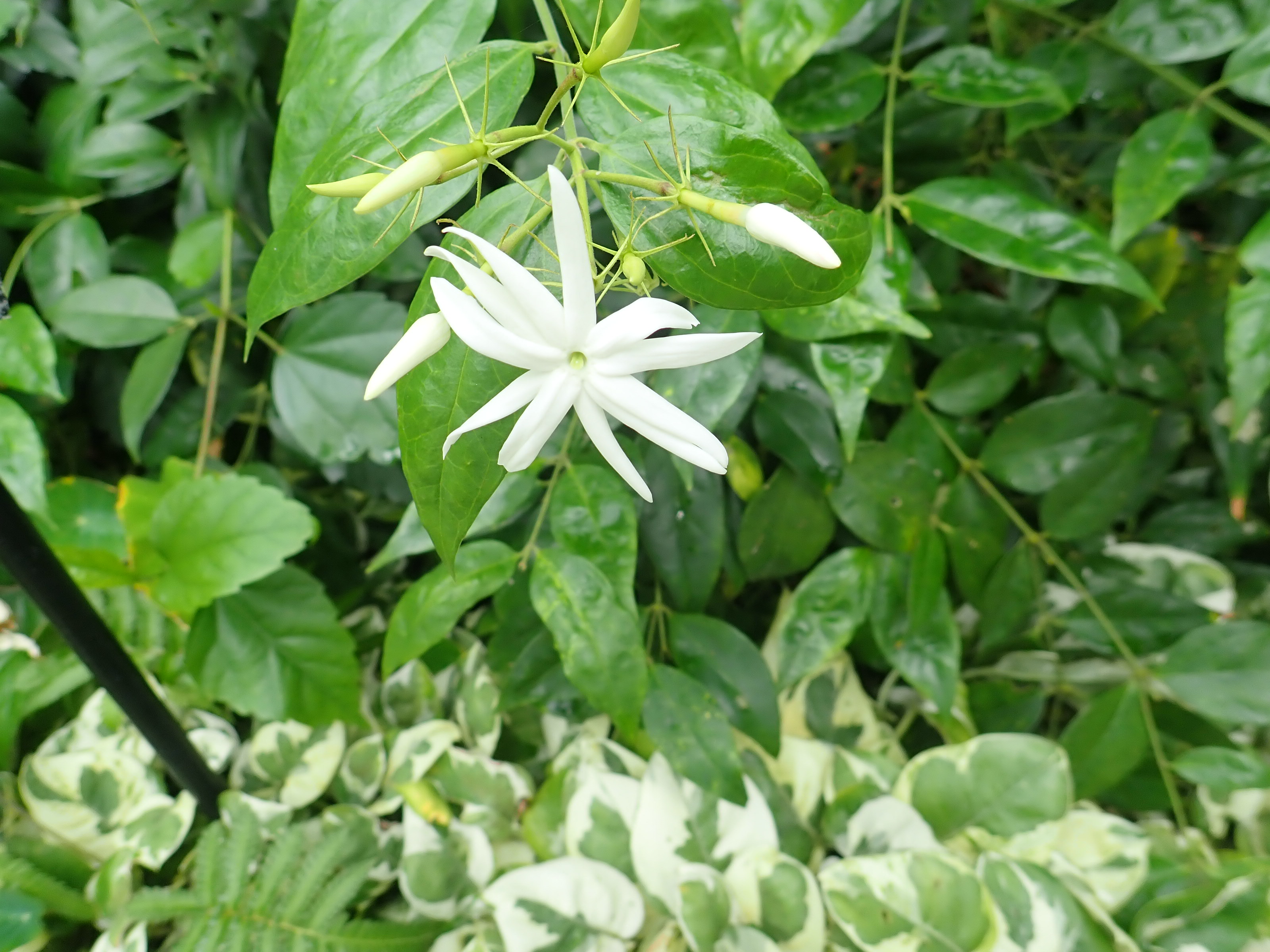 神代植物公園 ニュース スタッフより 園芸係 大温室入口エントランスでオオシロソケイが咲いています インド 中国南部原産のモクセイ科ソケイ属の植物でジャスミンの仲間 英語では Angel Wing Jasumine 良い匂いがします 一つの花が咲いている