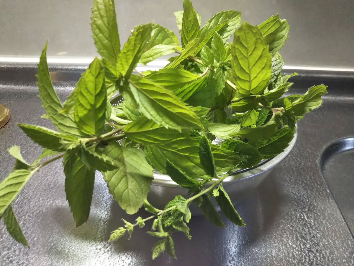 るでぃこ しんばmam プランター栽培のミントが急成長したので切り戻し 葉っぱをつんで ミントシロップ 作り 出来たて ミントシロップ を使ってモヒート作ってみました スイスミント ハーブ シロップ作り おうちでカクテル