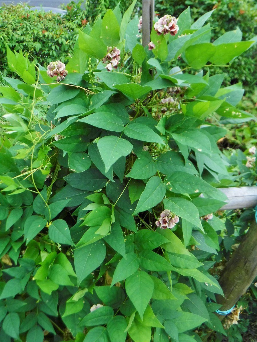 アピオス Twitter Search