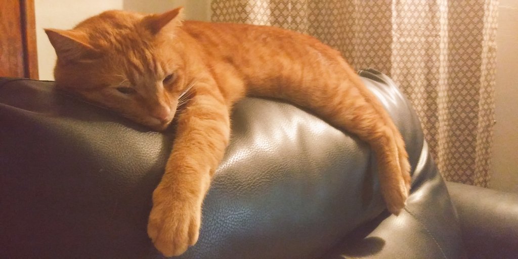 Relaxing ❤💤💤 hope everyone had a great night mrrow 😸