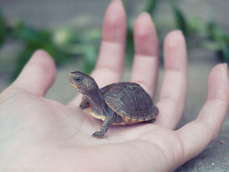 Маленькие красноухие черепашки. Малая мускусная черепаха. Черепашки которых продают на море маленькие черном. Каймановая черепаха маленькая. Карликовая черепаха.