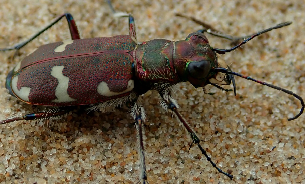 Leanna_Dixon's tweet photo. Very exciting to see the beautiful Northern Dune Tiger Beetle yesterday. Found in only 2 locations in the UK - coastal sand dunes of Merseyside &amp; Cumbria. They're one of the world's fastest beetles &amp; are voracious hunters - dismembering their prey with their very large mandibles! https://t.co/w0kRemZmTr