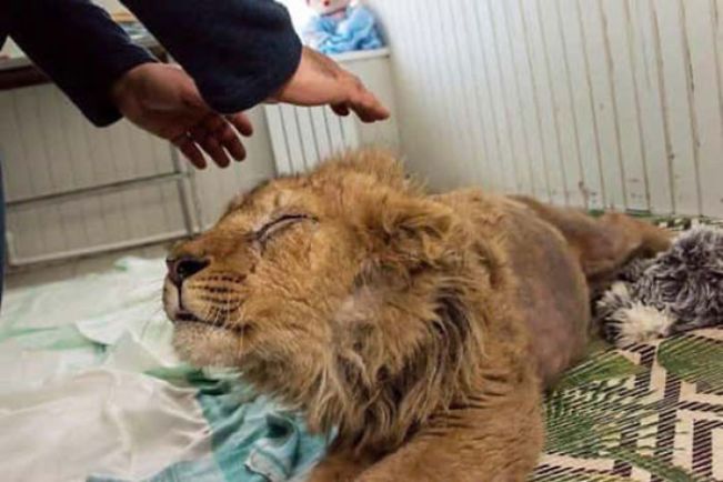 catsnkittys's tweet photo. Rescuers Save Baby Lion Who Had His Legs Broken To Take Pictures With Tourists
This is the story of Simba, a lion cub that had been rescued from the brink of death in deplorable conditions where he was constantly maltreated,,,
CLICK to find out more > https://t.co/HOSTQrQNeQ https://t.co/4bpcuC8JG4