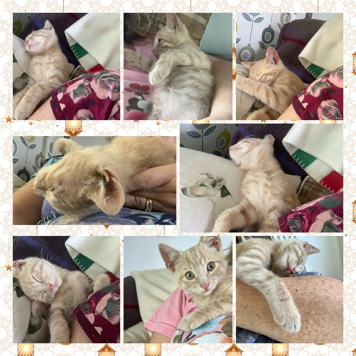 SixpennyStudio's tweet photo. So today is happy cataday so a Riley update. How many ways can a kitten sit/lie/sleep on you when trying to work on your iPad Flipped the camera around for the answer 🤣. Love the snuggles 💕#caturdaycuties #cats #kittenlife #Rileykitten #kittensleeping #studiokitten https://t.co/DOOM2dyiIZ