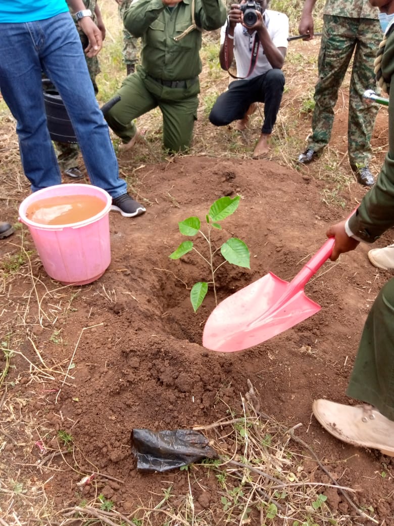 Over 1000 trees planted today. This is great! #GreeningKenya #IYD2020KE