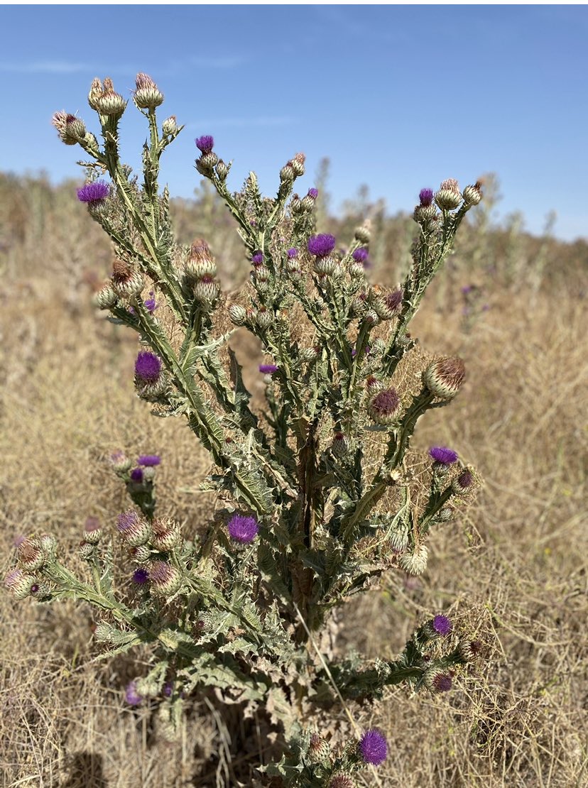 monicgh's tweet image. Los Pueblos,¡
qué gran invento!
¿Qué tal un Óxido del verano en @nortecastilla @MagfcoMargarito?
#seamosresponsables😷 #nuestrospueblos #reconectando