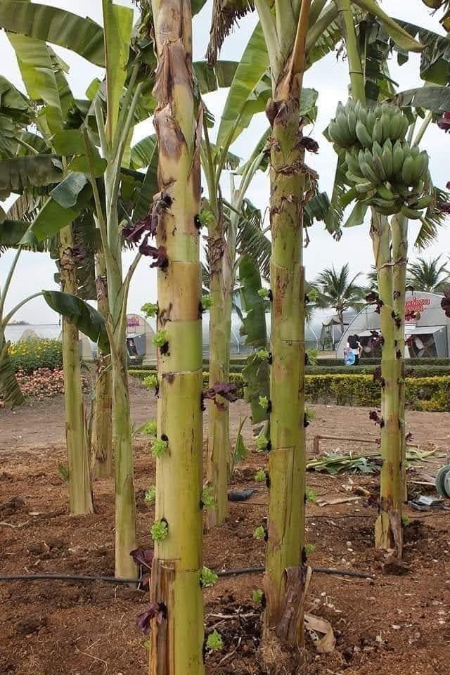 Creative ways of using banana waste to farm ecologicaly.Bananas are good trees for practising agroforestry.They are good wind shields.The leaves also make good covers for nurseries,farm produce,the soil and food.
#GreeningKenya 
#EcologicalJustice
