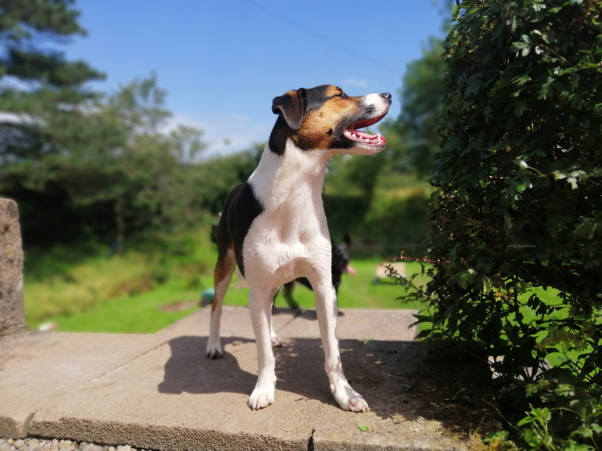 It\s someone\s first birthday today.

Happy birthday Big boy, Gus 